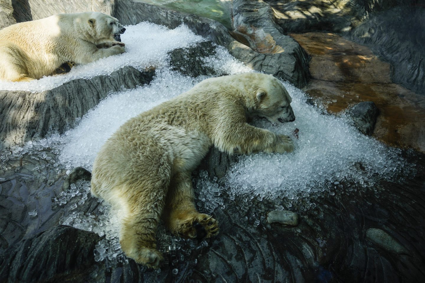 Polar bears cool down in ice that was brought to their enclosure on a hot and sunny day at the Prague zoo on July 10, 2024.