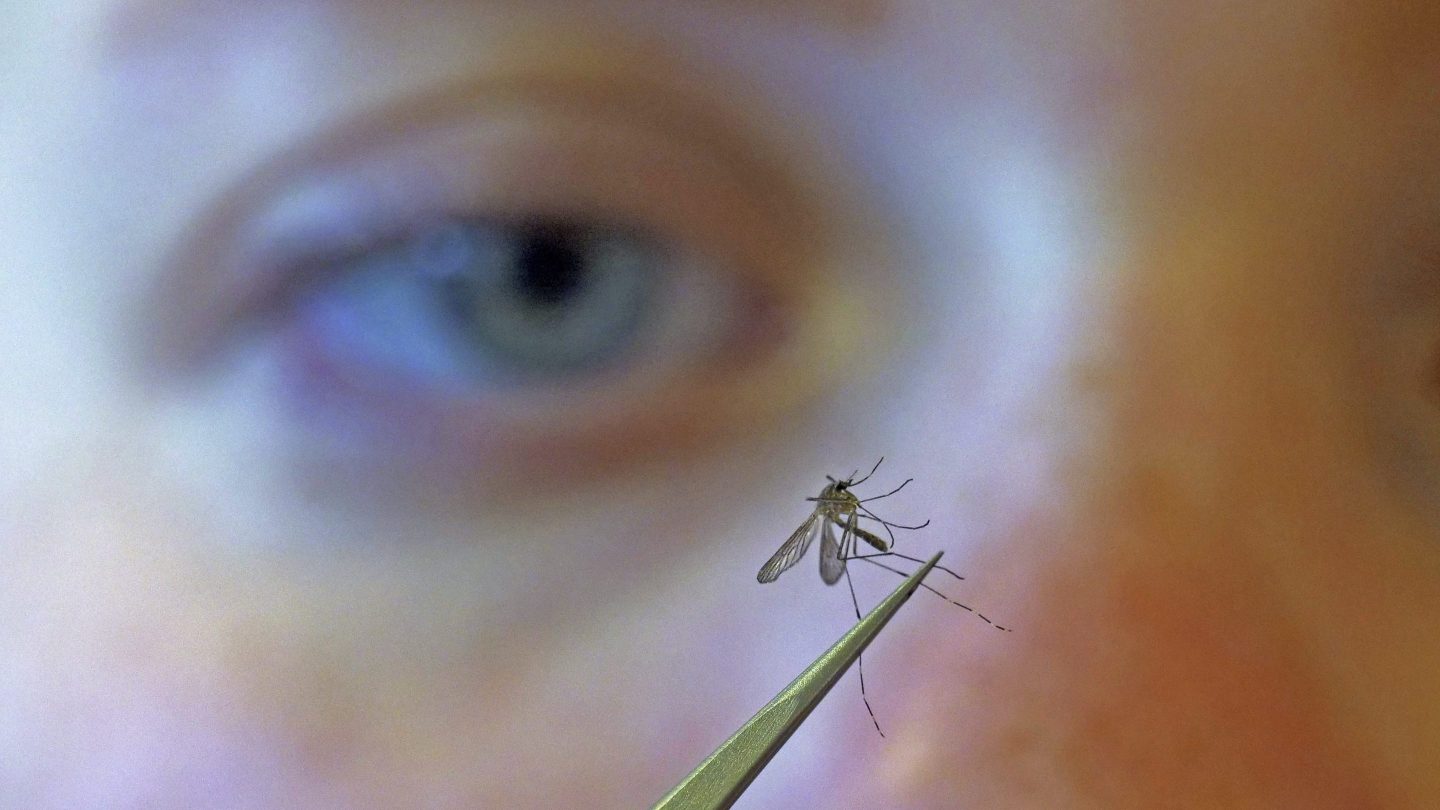 Closeup of an eye looking at a mosquito on a leaf in foreground