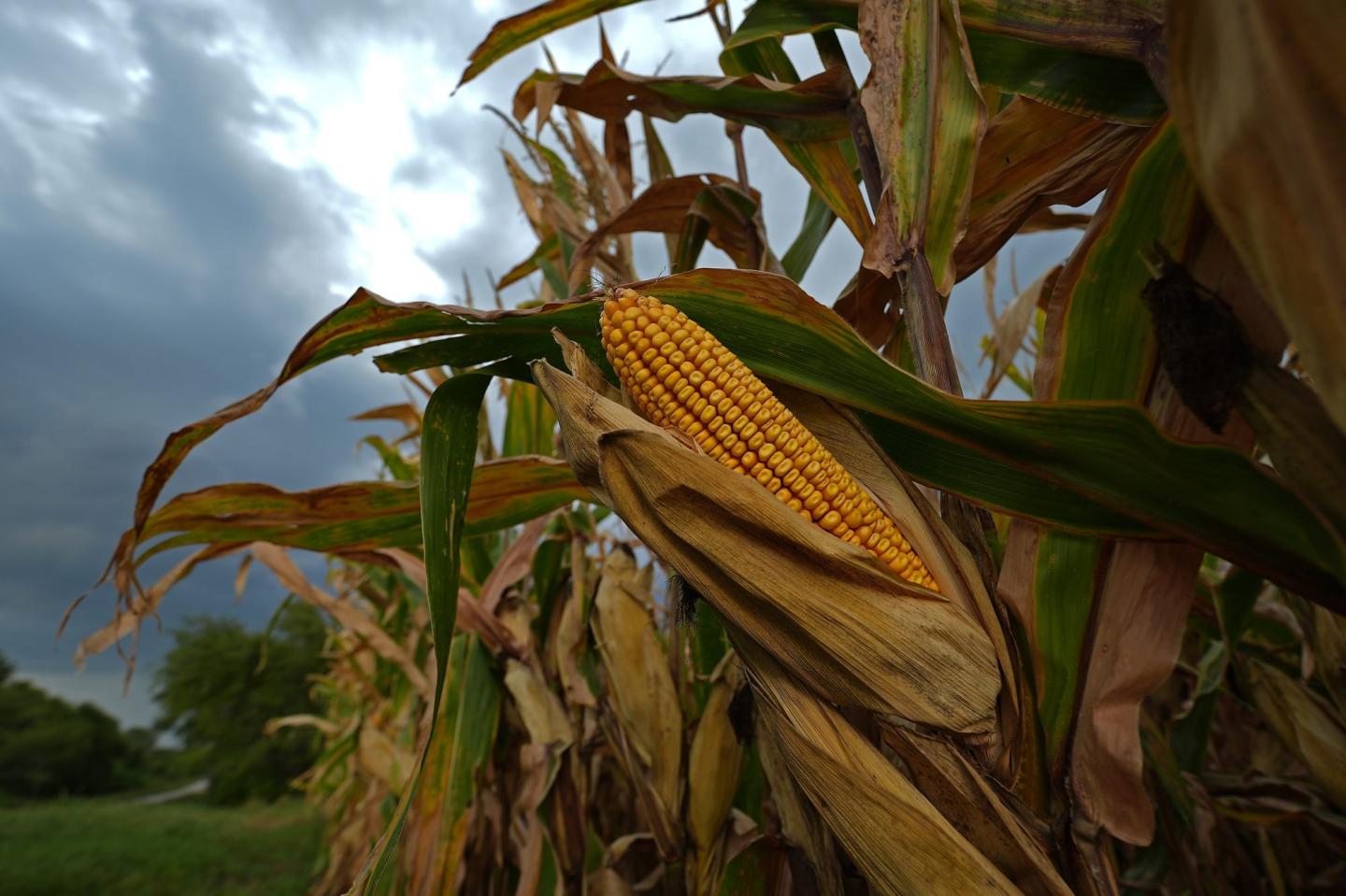 Corn is getting sweatier. Experts blame the farming industry