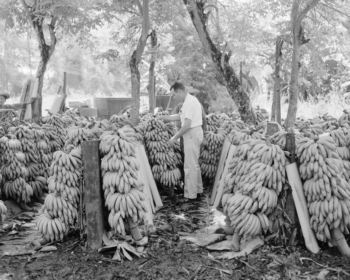 A United Fruit Company official looks over some bunches of bananas to determine which are fit for market in Honduras.