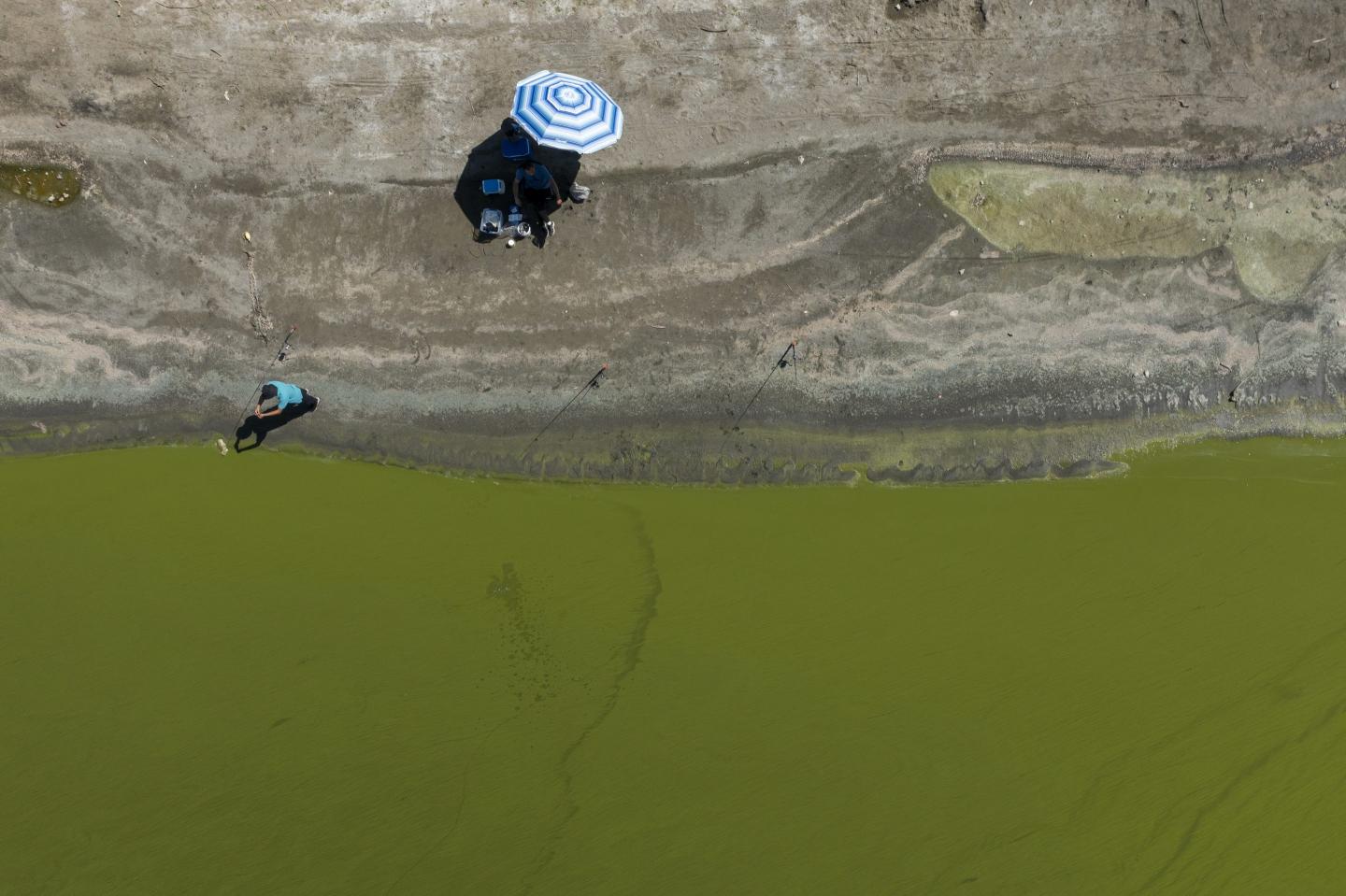 people fish in green water