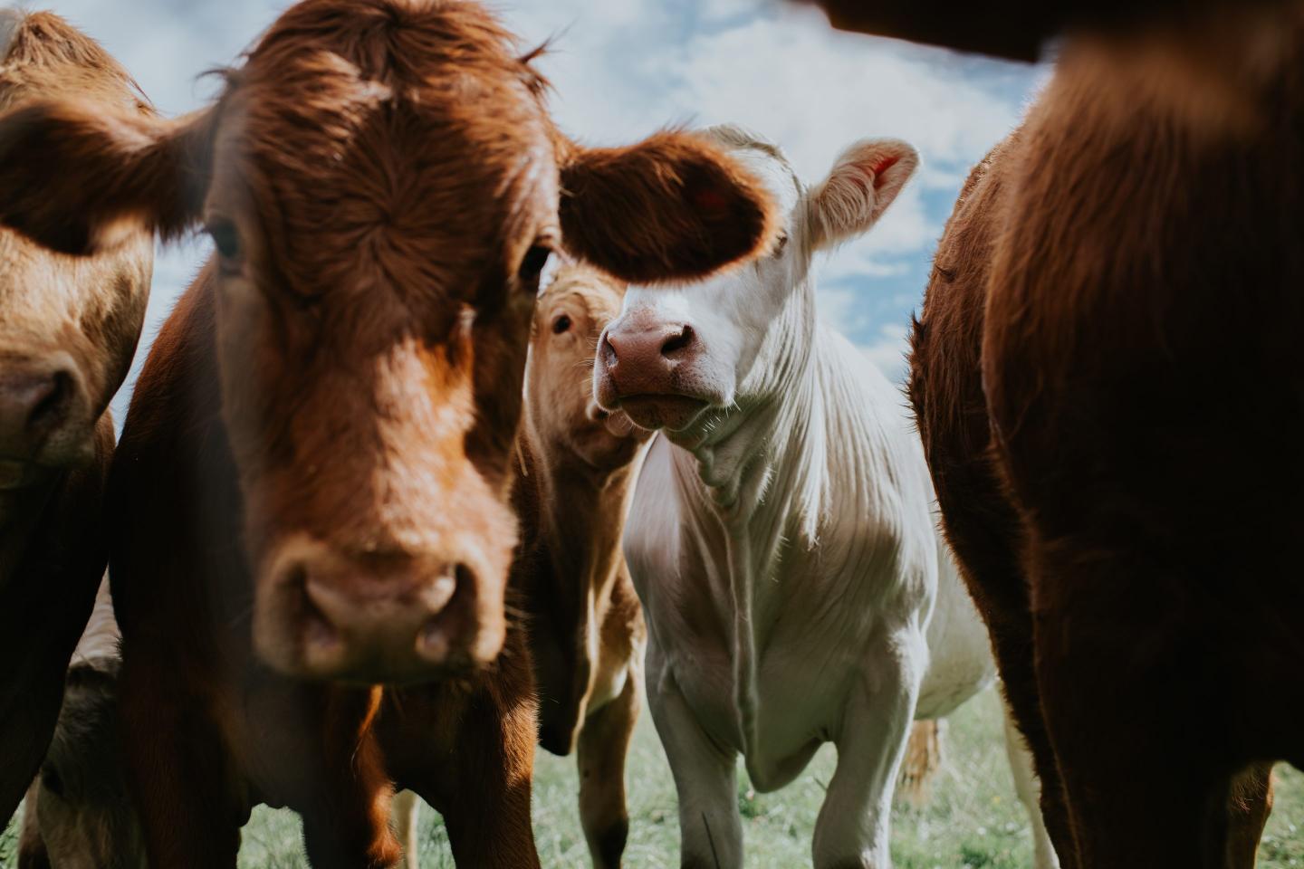 A group of curious cows stand in a row in a field. They look curiously at the camera. Focus is on one of the white cows in the background.