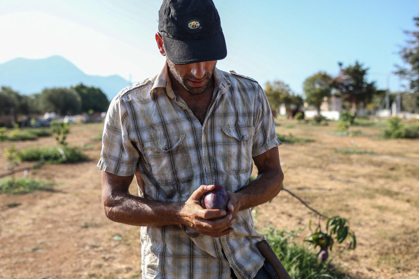 Growing mangoes in Greece is the latest bizarre climate change experiment as droughts become the norm