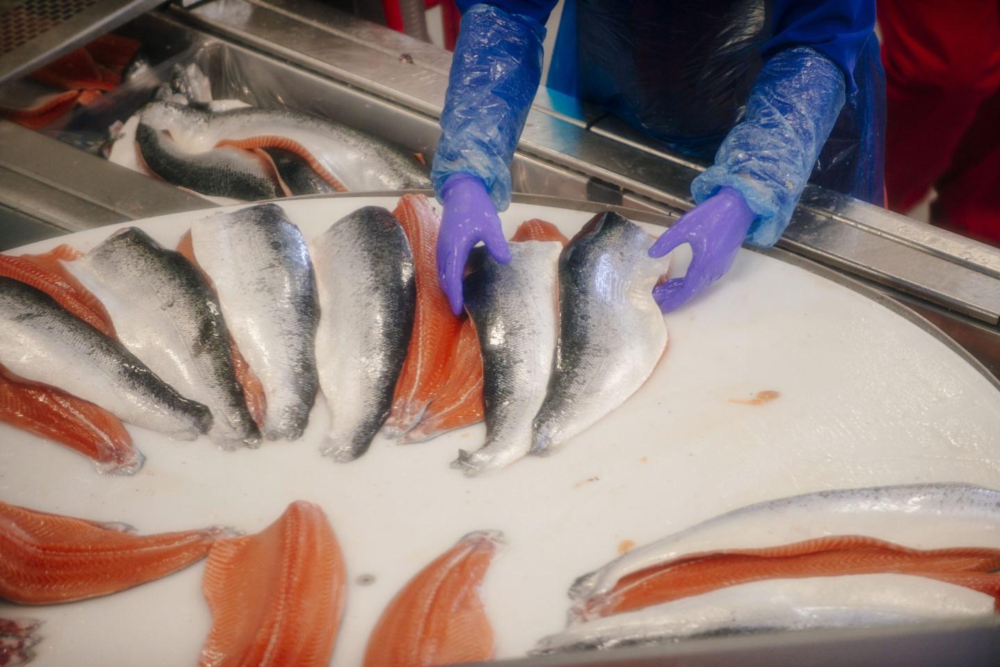 While southern Europe sweats, a tough winter in Norway is threatening its key export: Salmon