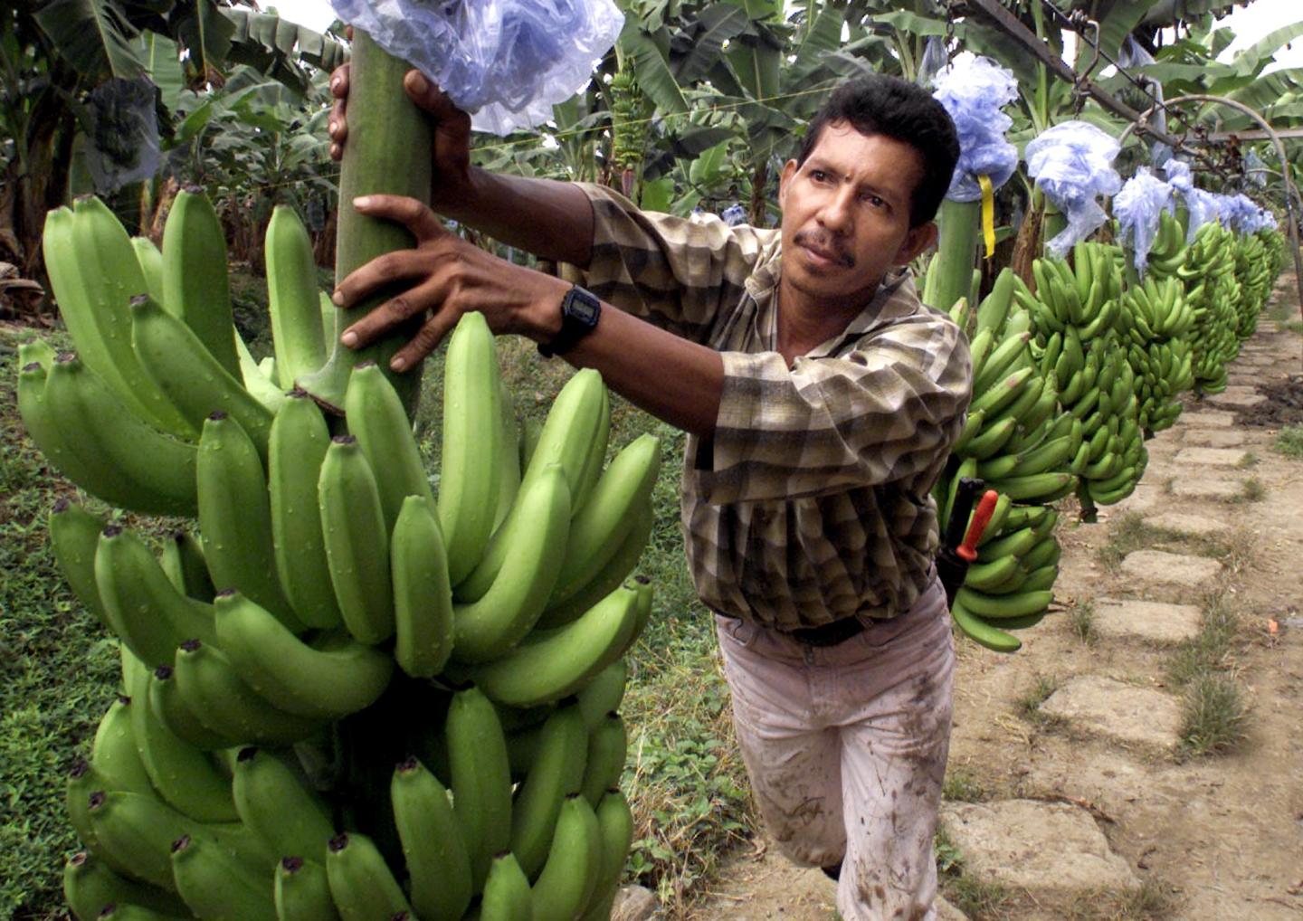 A man pushes a stem of bananas along an overhead rail system on a banana plantation.