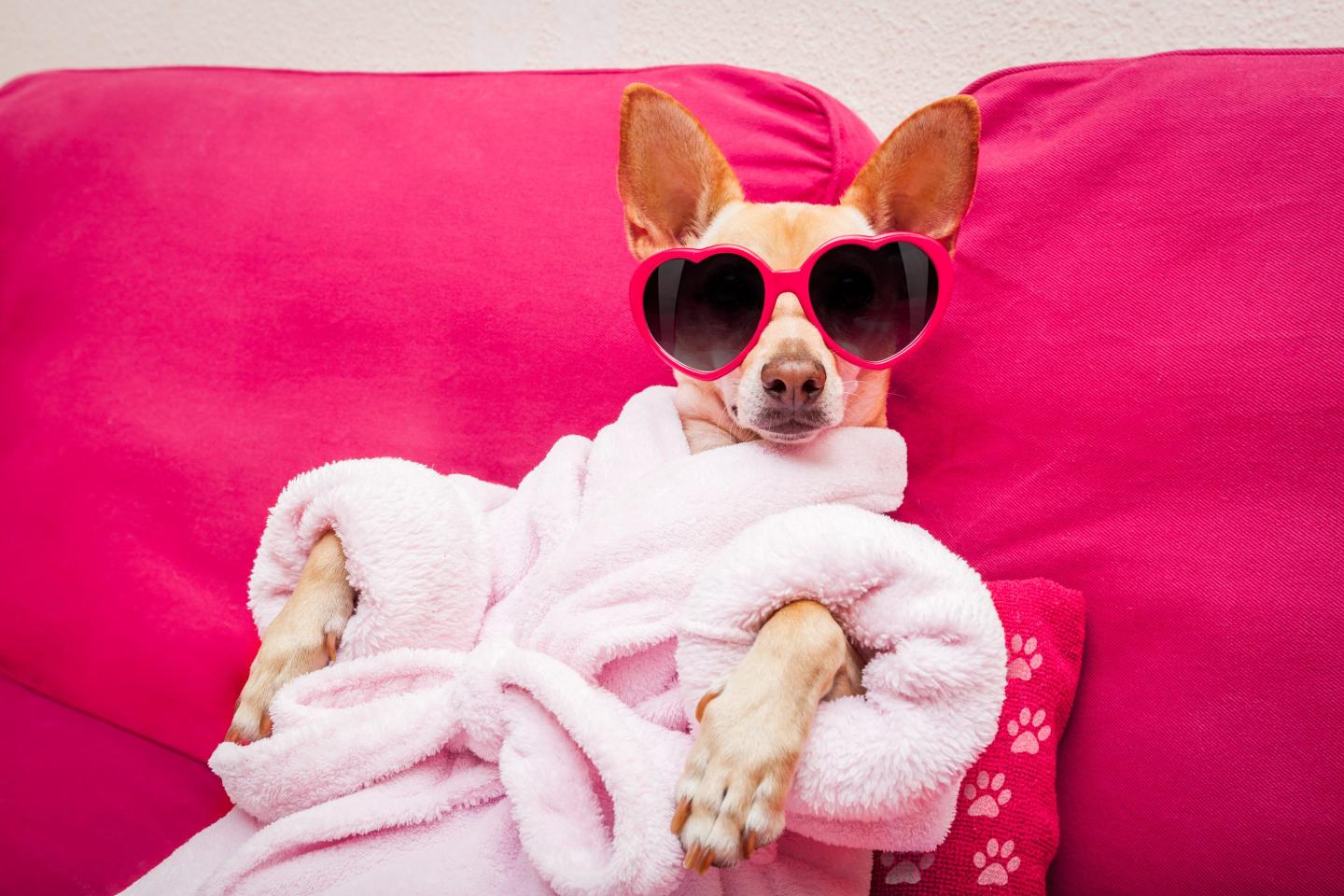 Dolce & Gabbana introduces a line of perfume for dogs