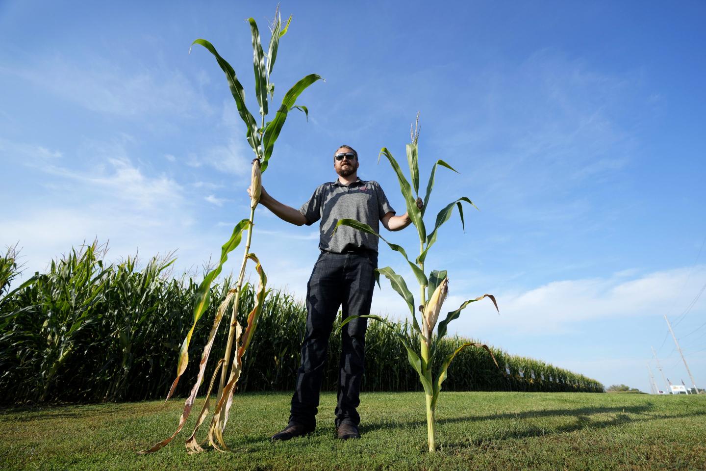 Cameron Sorgenfrey holds a tall corn stalk next to a short corn stalk, illustrating the difference between the classic and new corn styles.