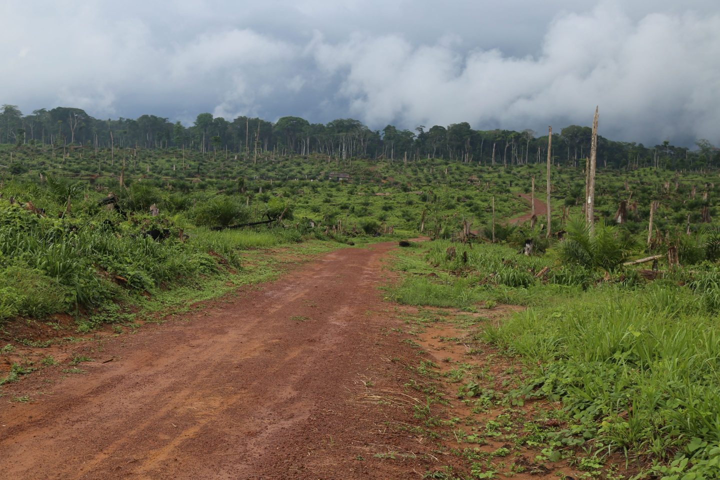 A view of some 850 hectares of felled forest at an oil palm farm in the heart of the Congo Basin forest near Kisangani in the north eastern Democratic Republic of Congo in 2019.