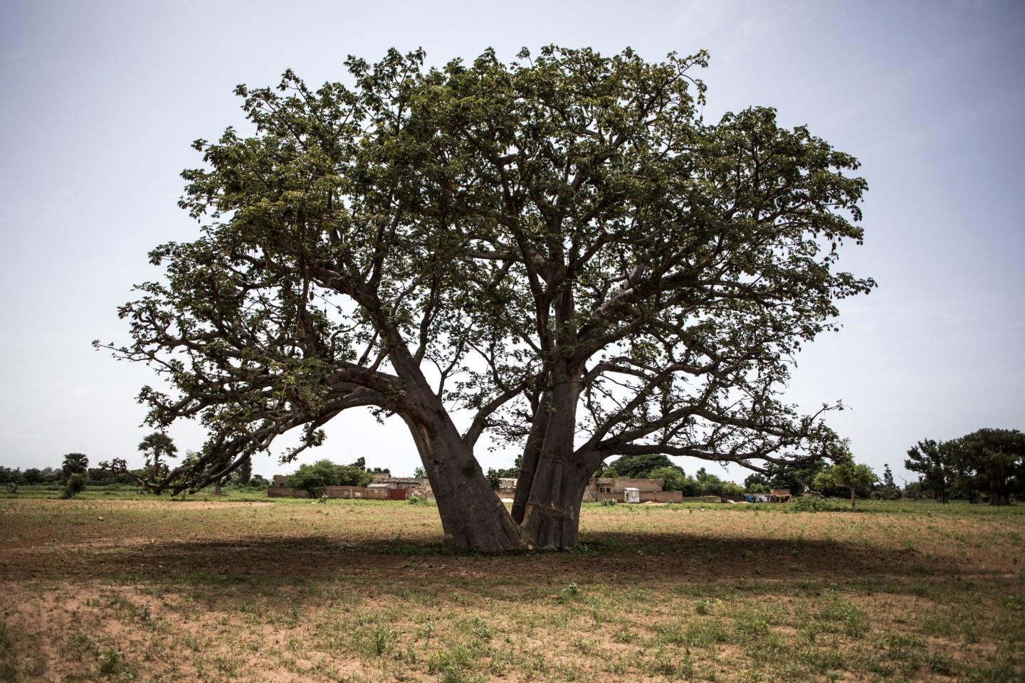 A baobab tree in Africa, known as the "tree of life'