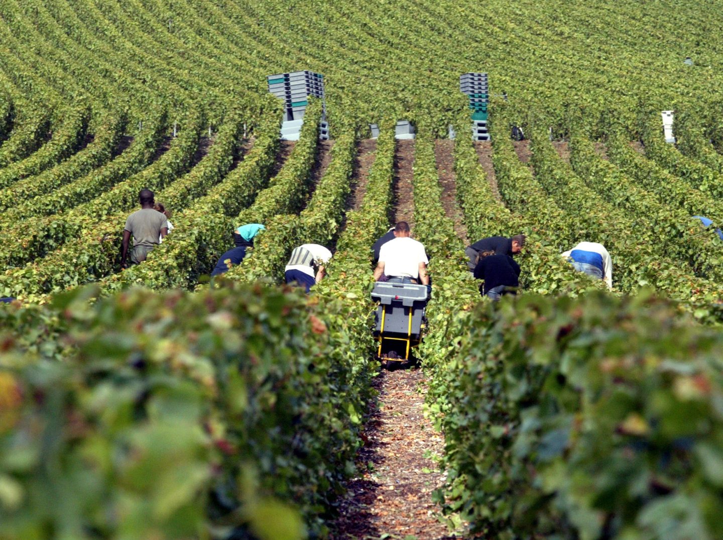 A winery that does not pinch pennies, Moet & Chandon Champagne houses 1,900 of its 3,500 seasonal workers.