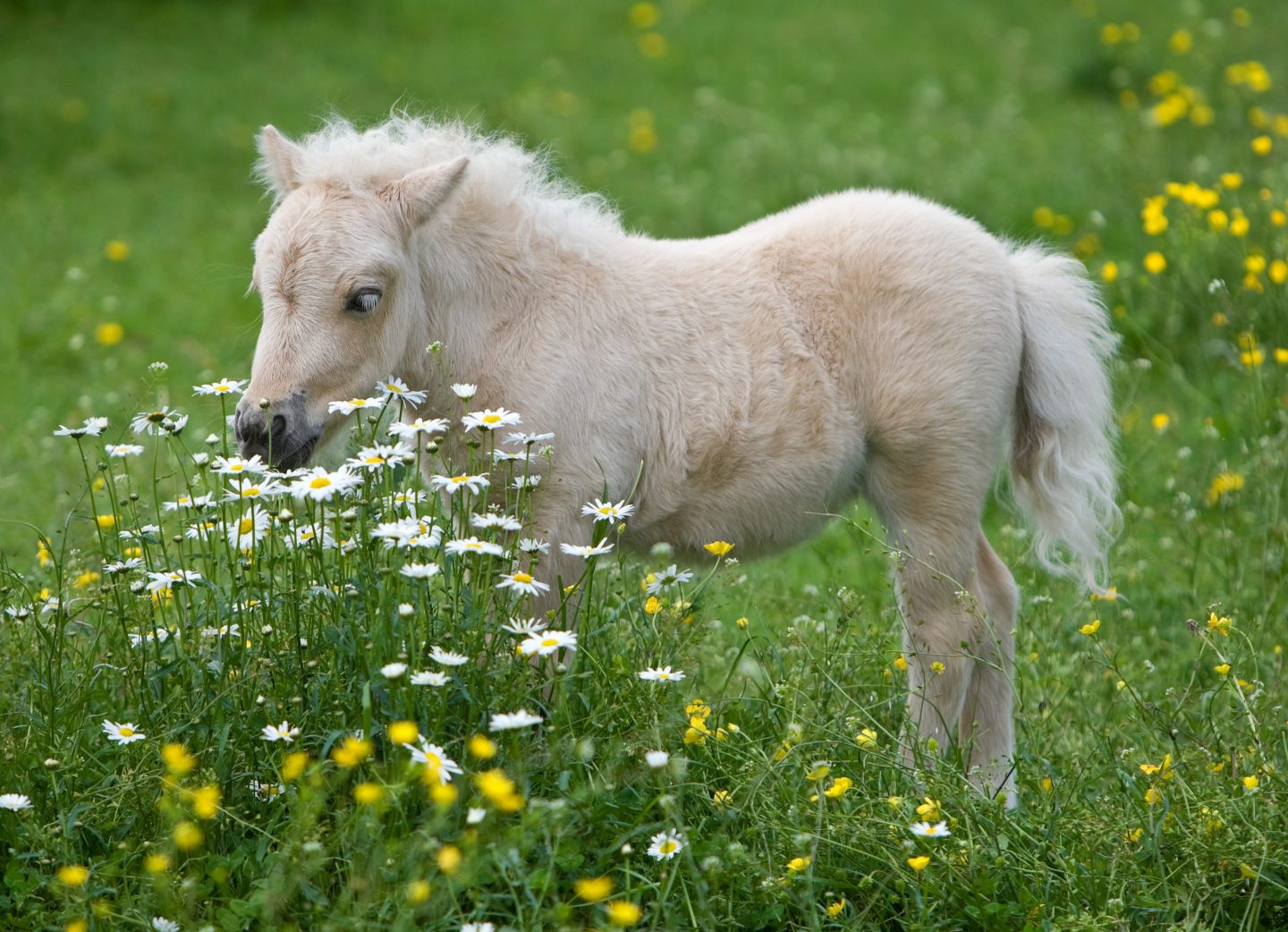 A white miniature horse stands in a lush, green field full of white and yellow flowers.