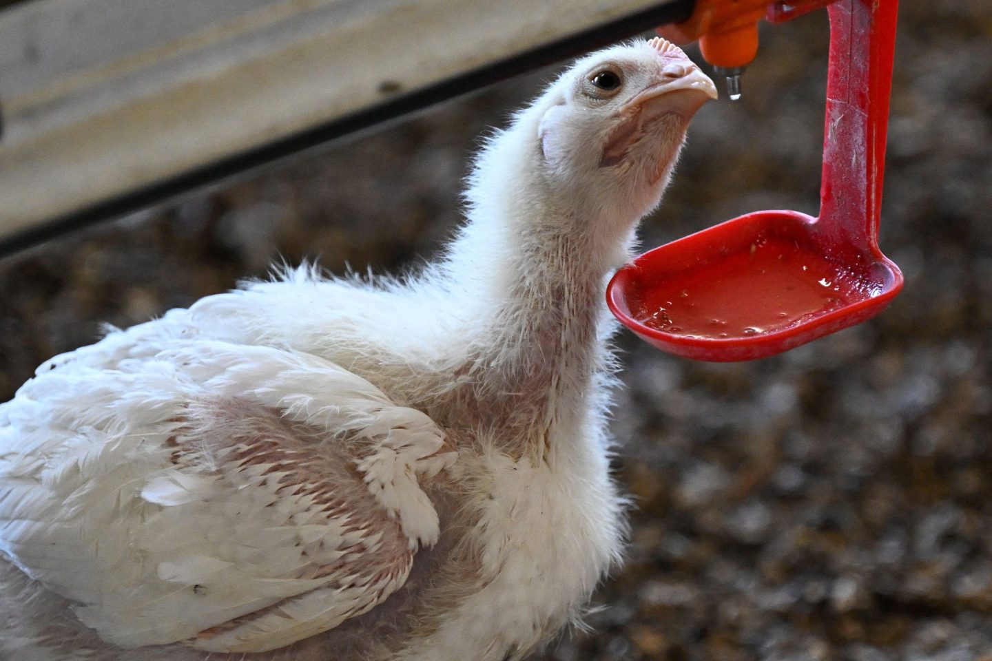 A bird flu outbreak has infected more than 100 million poultry, over 10,000 wild birds, and 238 dairy herds across the U.S.