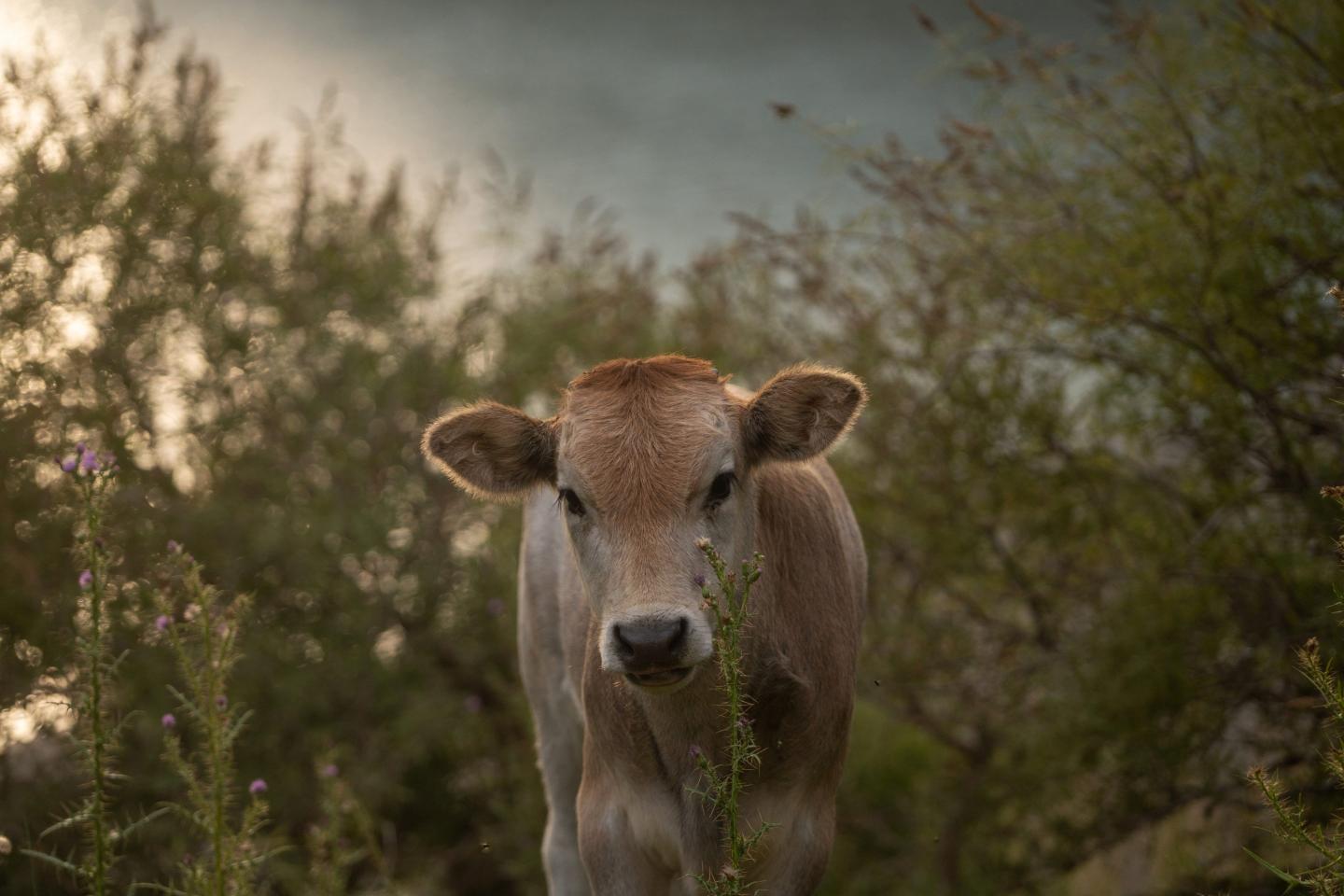 Once vibrant, now desolate: Drought ravages Greece’s lakes, leaving a lifeless landscape