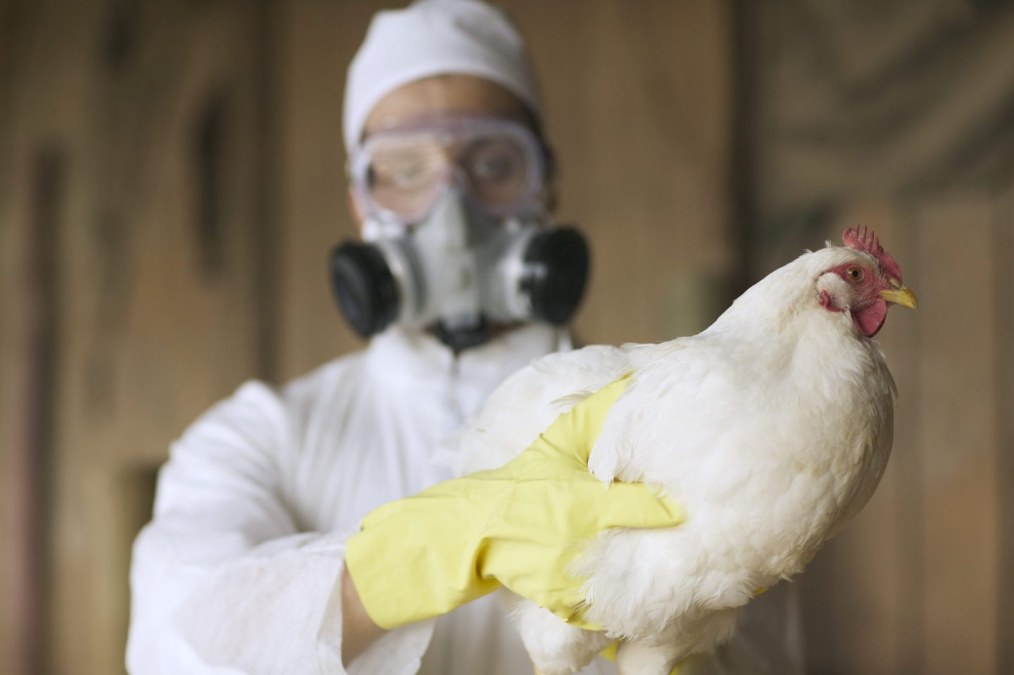 person in hazmat suit holding a chicken