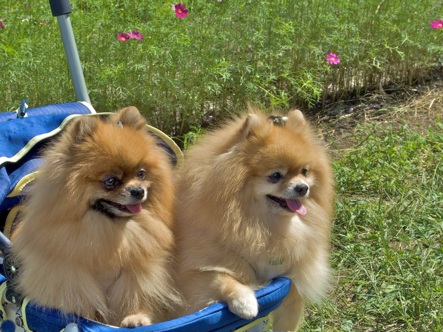 Step aside, babies, dogs are getting a ride.
