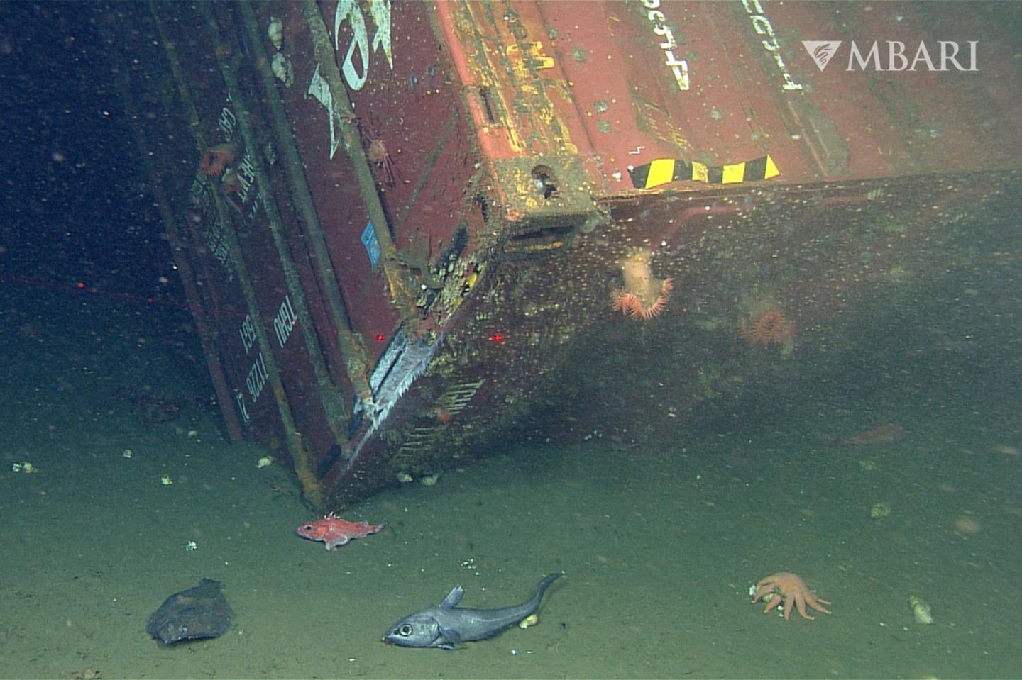 This image from video provided by the Monterey Bay Aquarium Research Institute shows fish and other sea life around a shipping container lost from the cargo vessel Med Taipei during a storm in February 2004, found around 1,280 meters (4,200 feet) below the surface of the Monterey Bay National Marine Sanctuary in California on Dec. 12, 2013. 