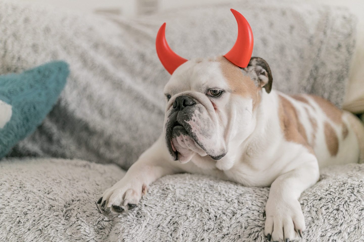 A bull dog with red devil horns sits on a couch.