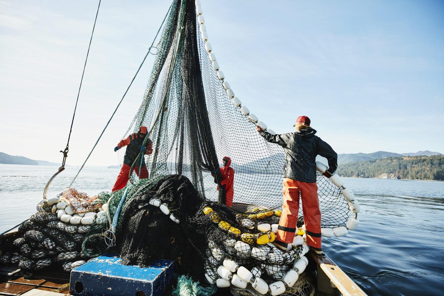 A ‘dramatic decline’ of salmon stocks hits U.K. following similar trend in Ireland, Iceland, Sweden and Canada
