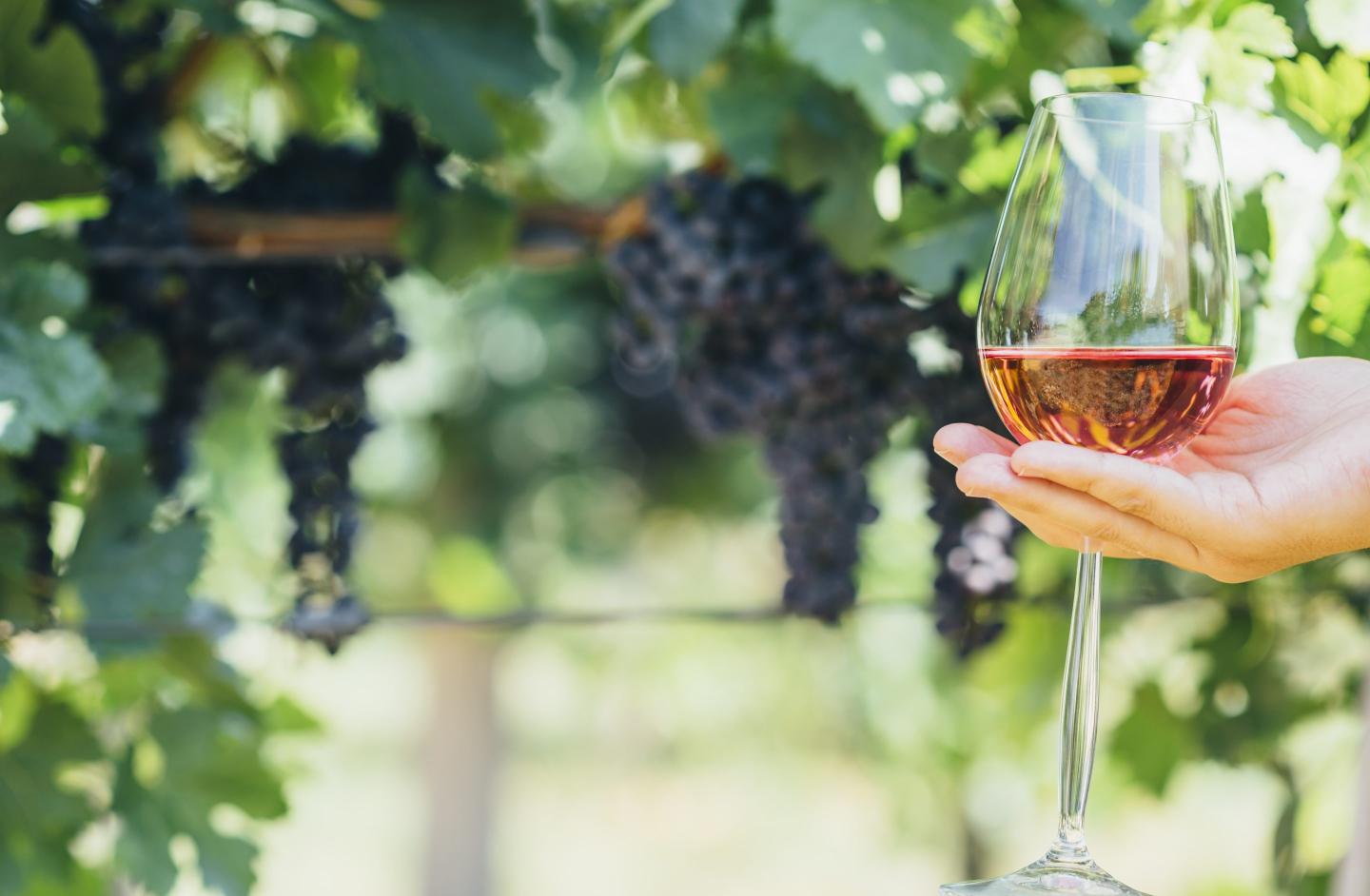 wine glass at vineyard
