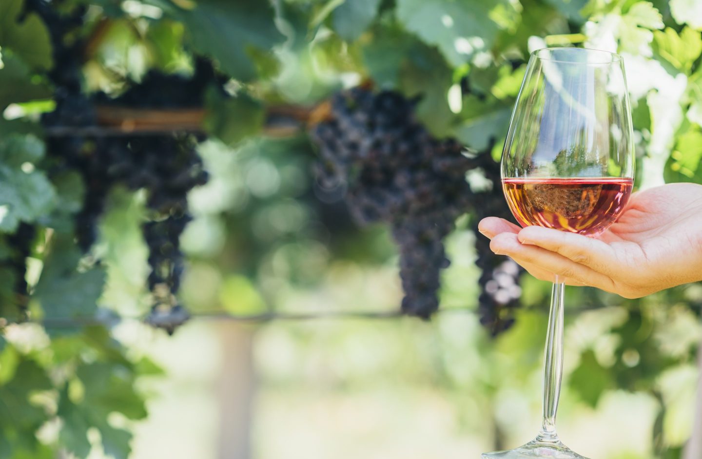 wine glass at vineyard