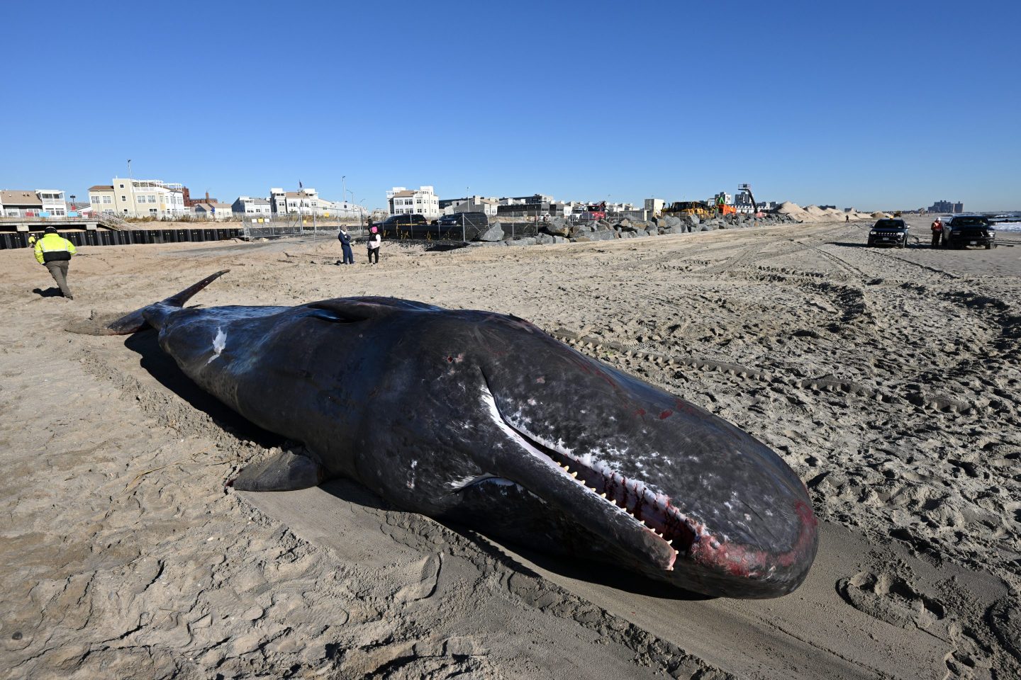 A dead beached whale is seen on Rockaway beach on Dec. 13, 2022 in the Queens borough of New York City.