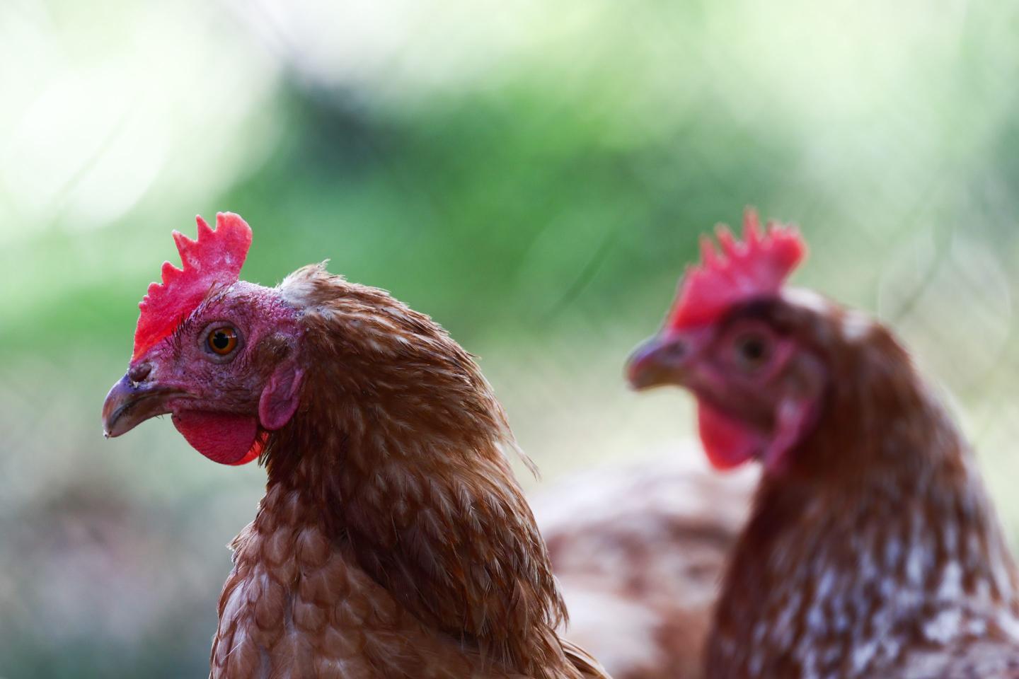 Domestic hens
