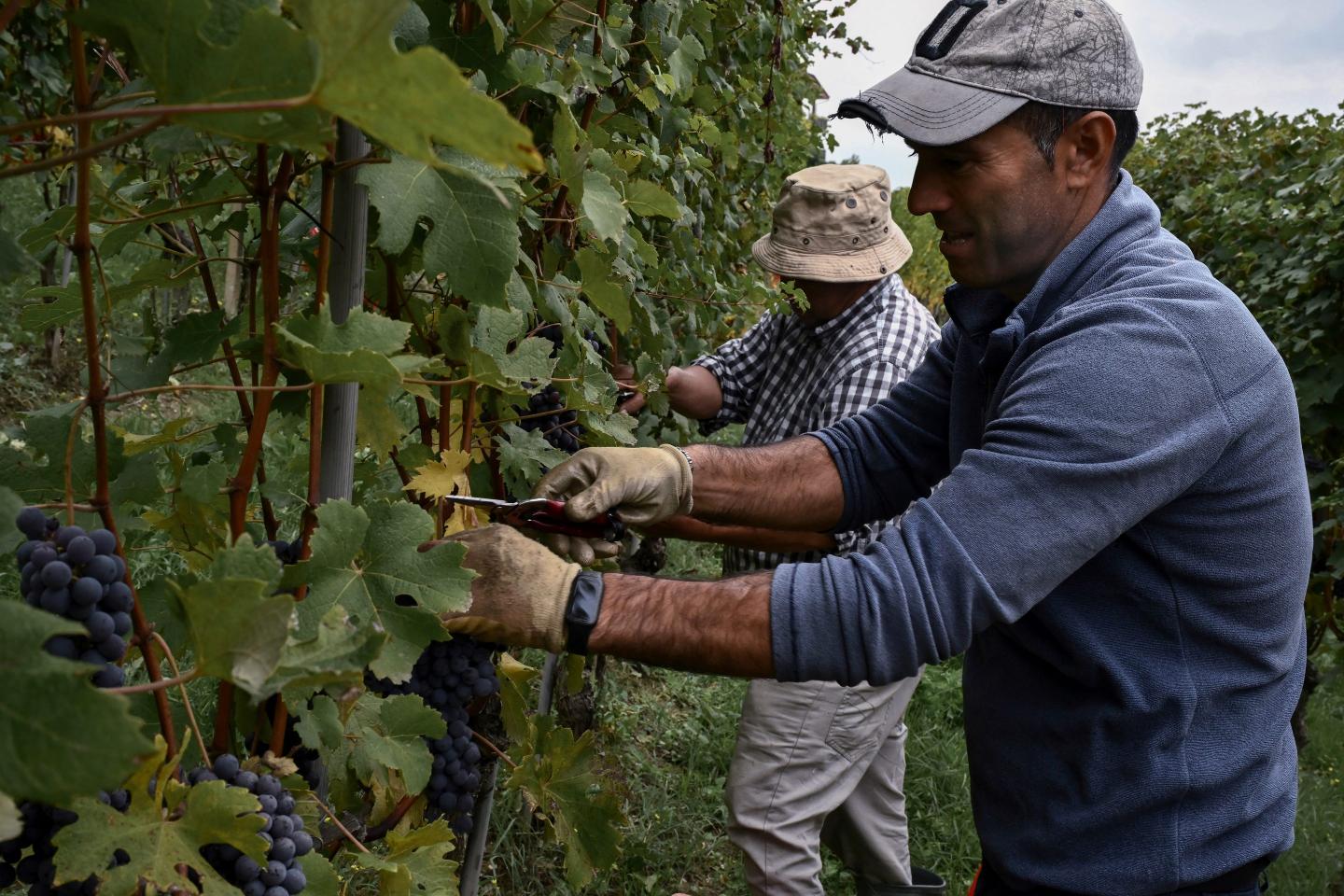 Harvesters pick Nebbiolo grapes in Italy.