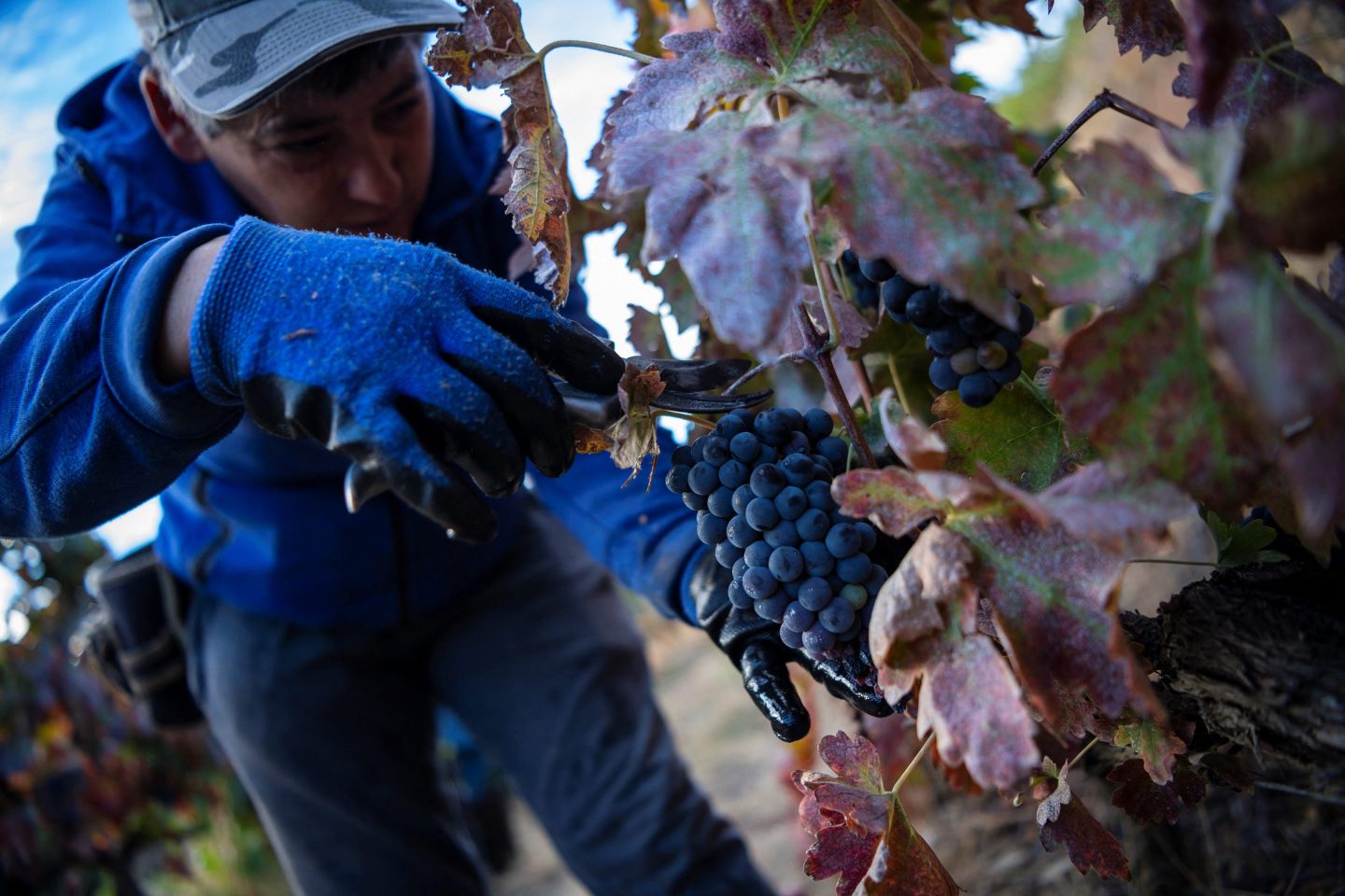 A worker in Portugal picks grapes during the harvest.