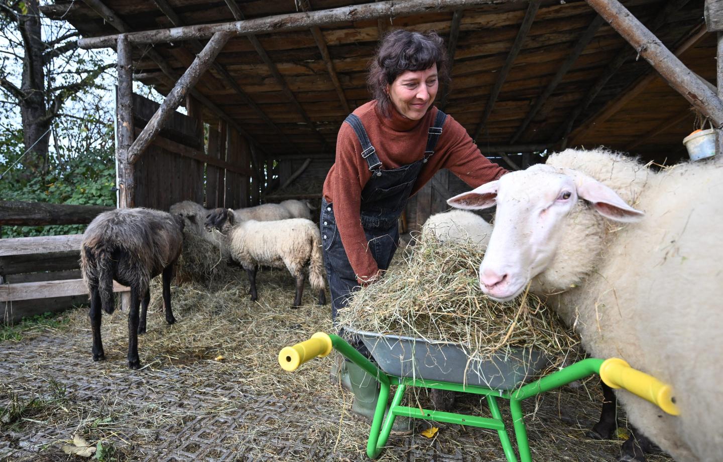 A woman tends to some sheep