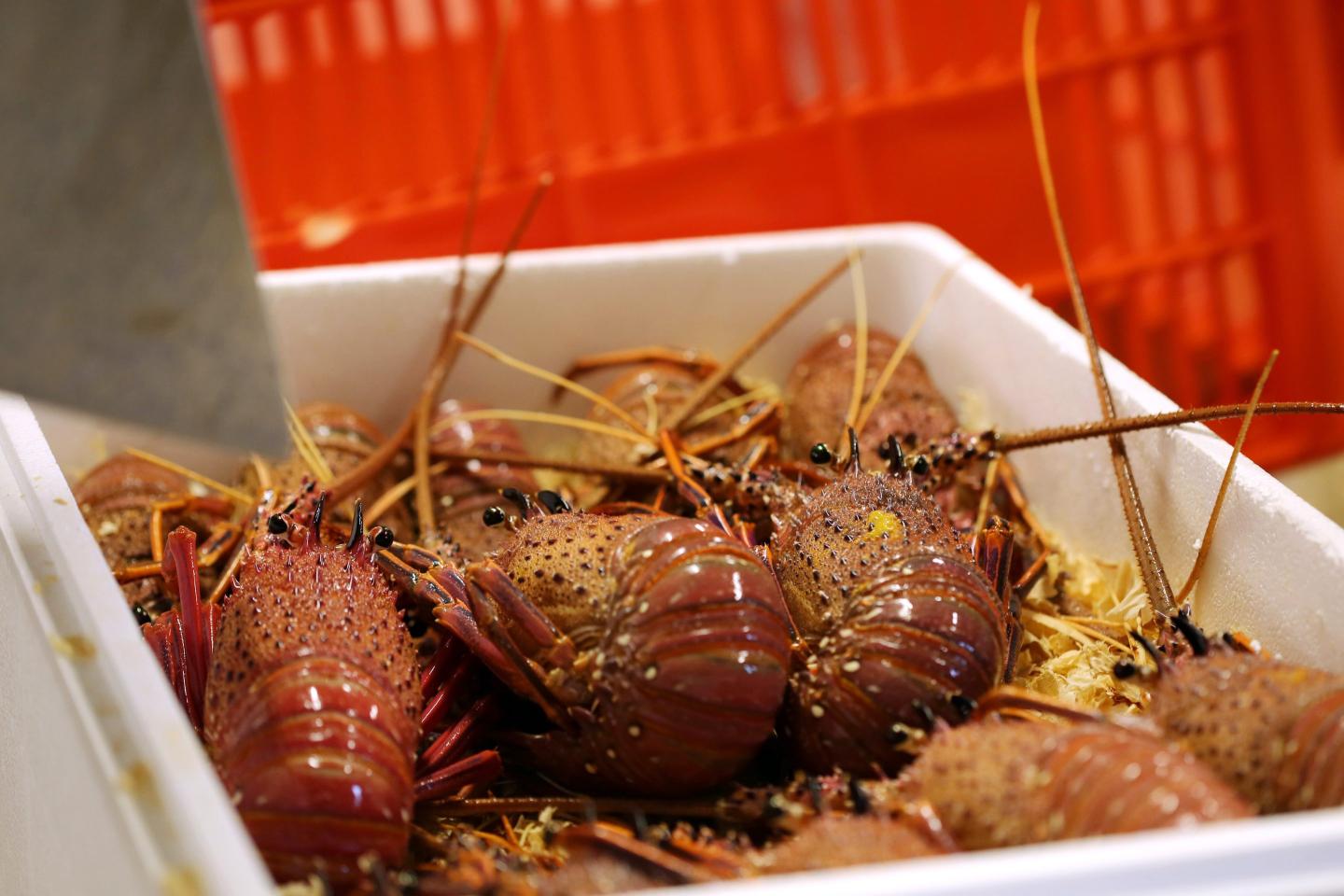 China lifts ban on Australian lobsters—the last piece of its costly multi-year trade war