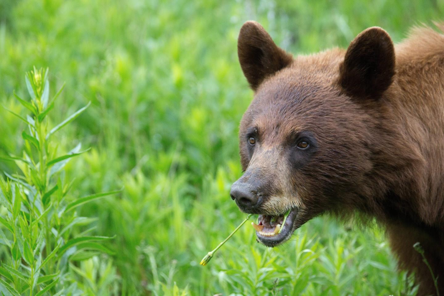 A Black Bear grazing in Yellowstone National Park.