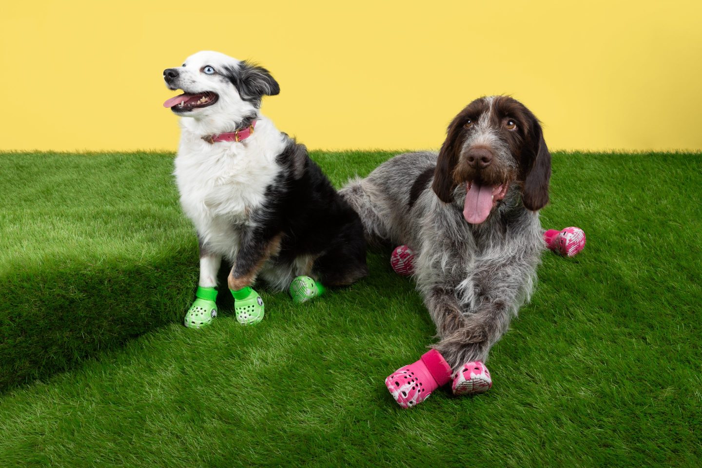 Crocs is making shoes for your dog