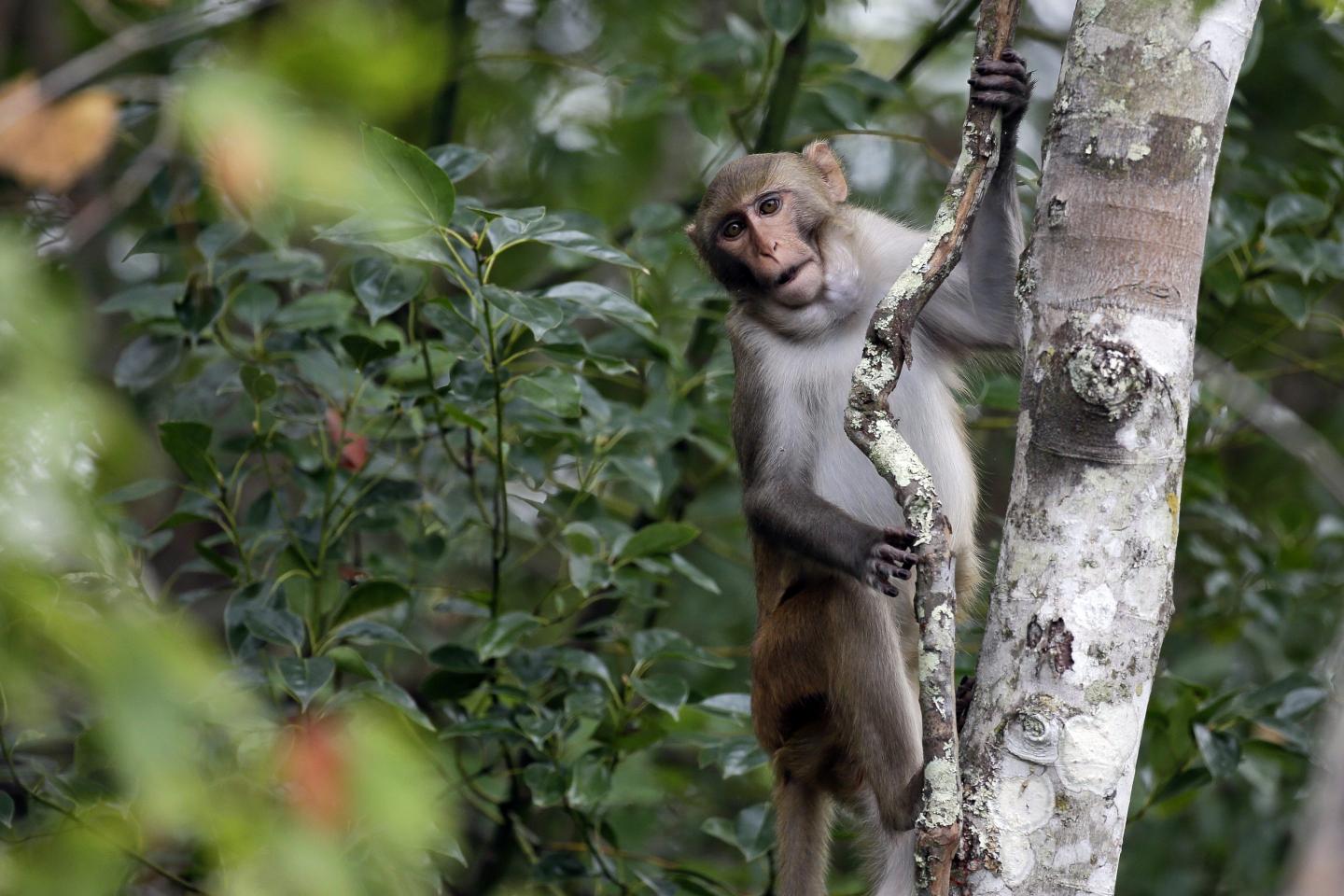 More than half the medical research monkeys who escaped breeding facility have been caught because they stayed around to interact with friends inside