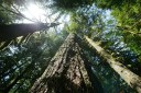 A proposal for more logging to curb wildfires could boost timber harvests by more than 200%