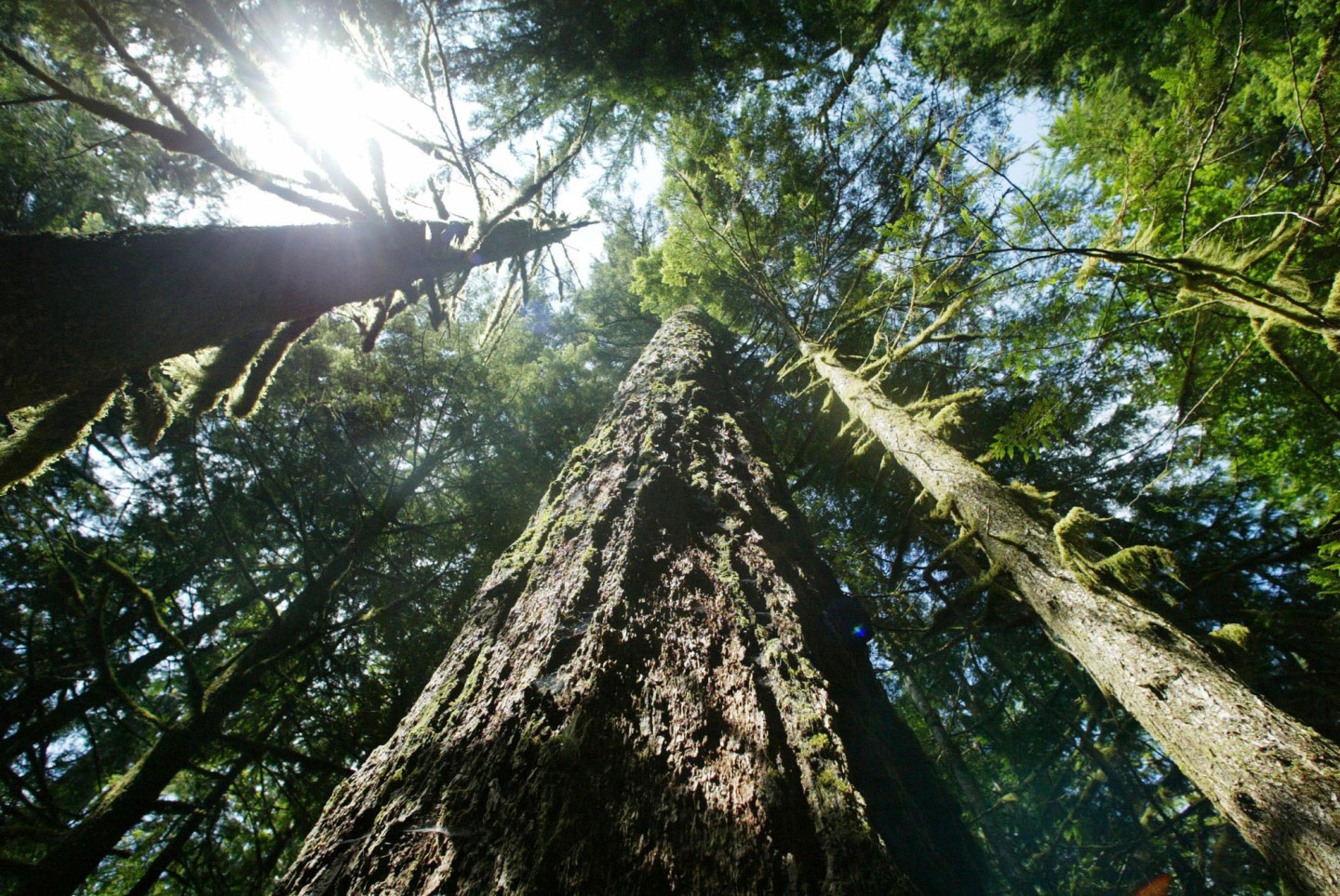A U.S. Forest Service proposal would overhaul the Northwest Forest Plan that governs about 38,000 square miles in Oregon, Washington and California.