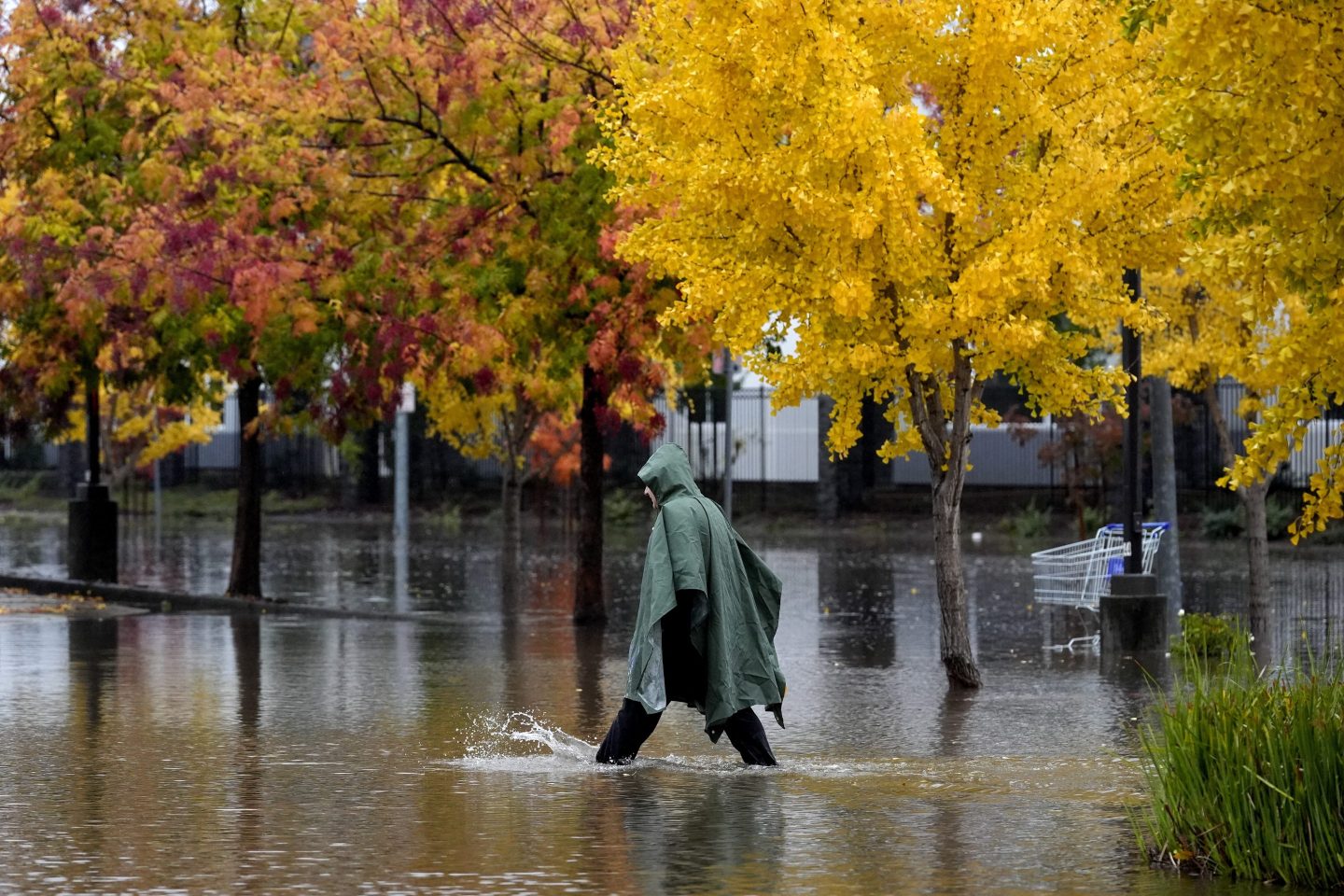 A pedestrian walks along a flooded street during a storm on Nov. 21, 2024, in Santa Rosa, Calif.