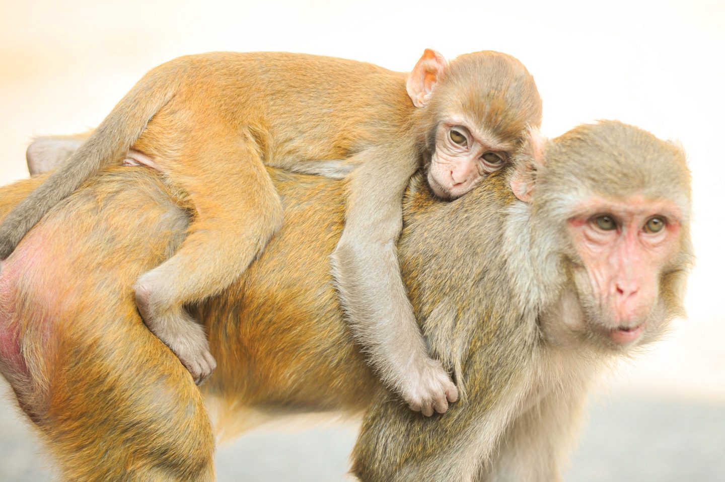 Rhesus Macaque monkeys