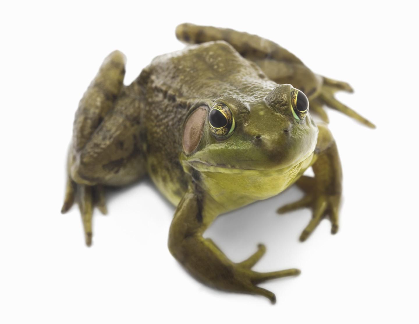 Pizza Hut is offering deep-fried frog pizza in China