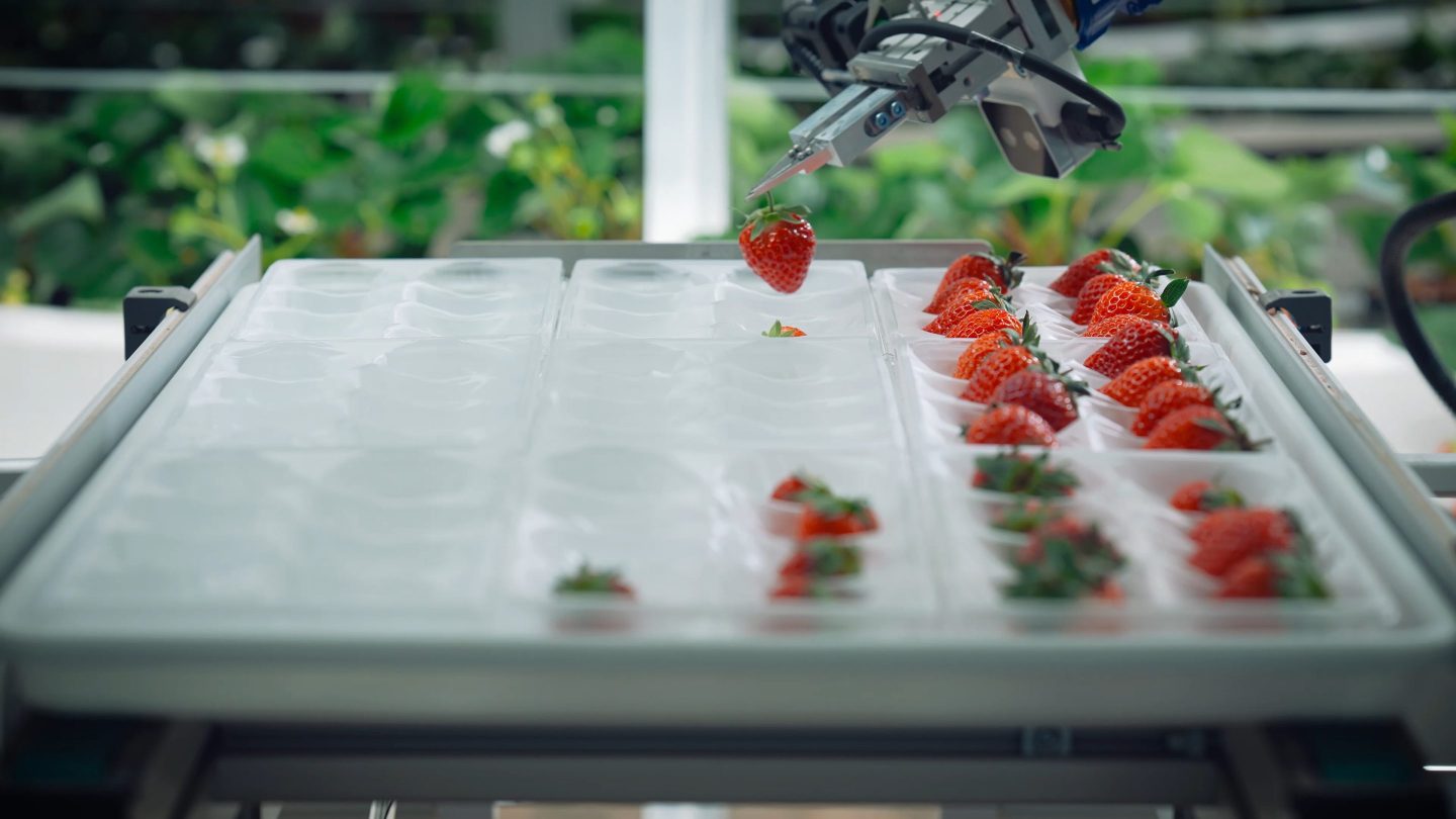 Oishii's strawberry-picking robot.