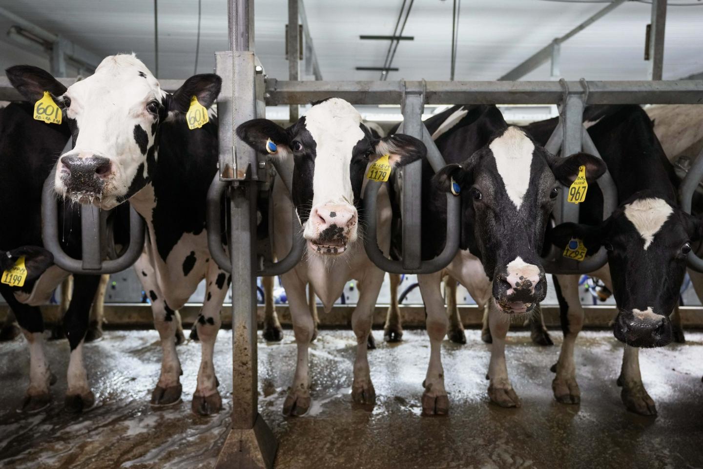 USDA orders nationwide testing of milk for bird flu to contain and eventually eliminate the virus