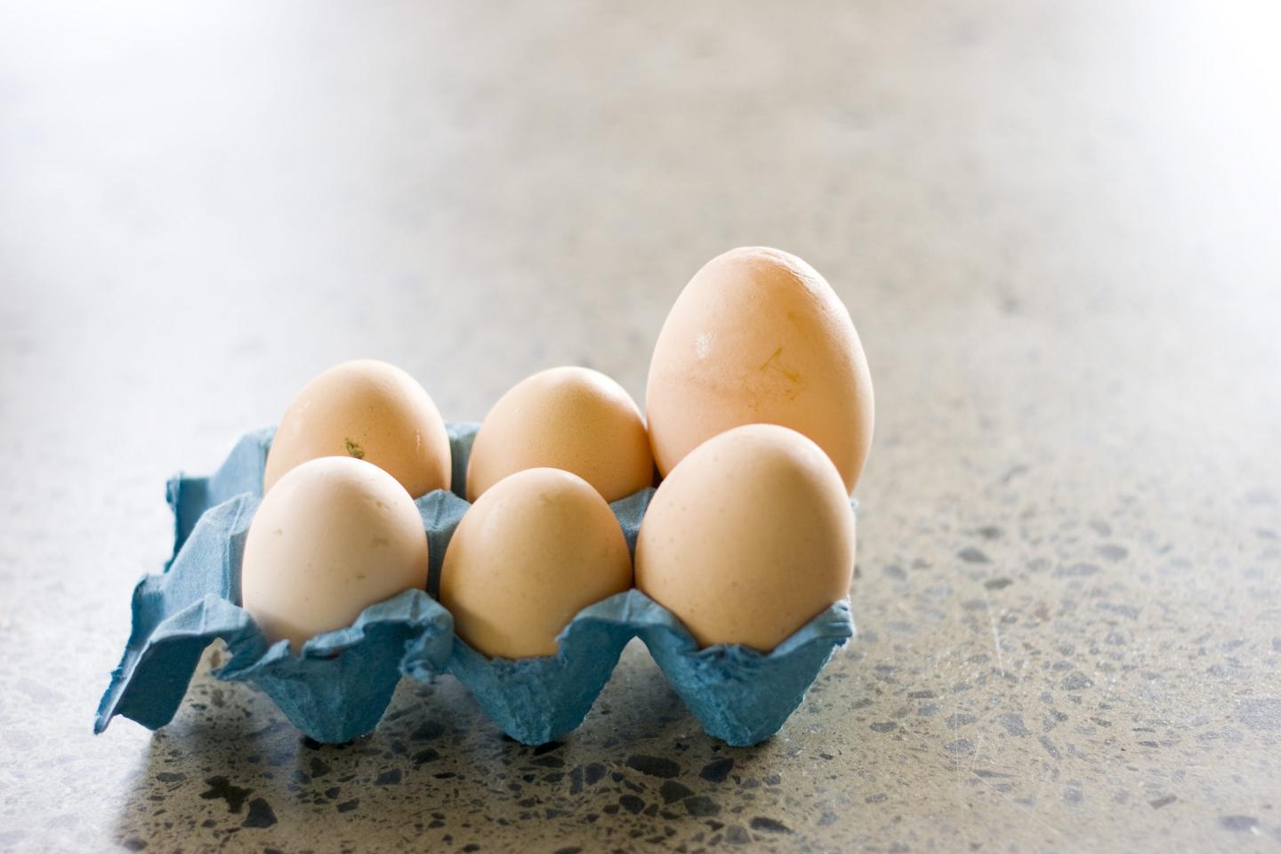 New Zealand halts poultry exports as bird flu found at egg farm