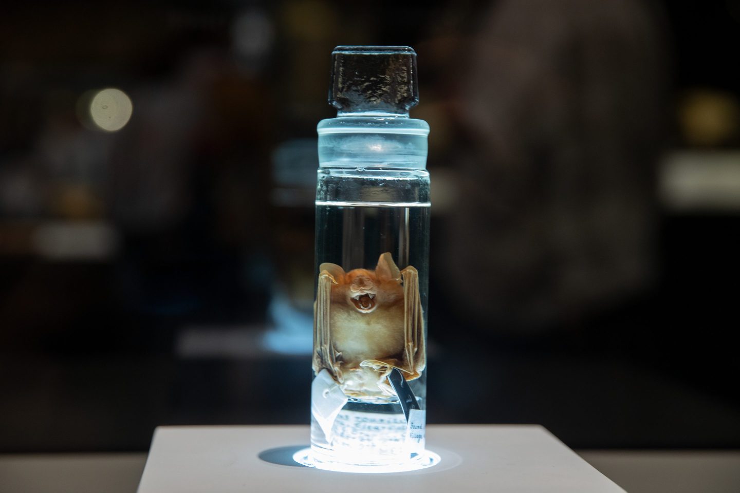A Chineses rufous horseshoe bat which is thought by some to be the origin of the COVID-19 virus in the Natural History Museum in South Kensington on Aug. 29, 2022 in Sydney, Australia.