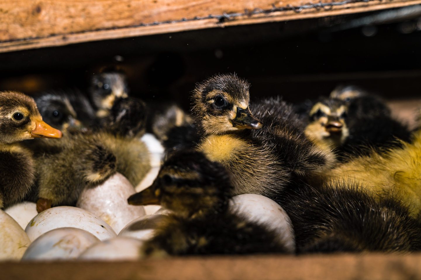 A newly hatched chick emerges from an egg incubator machine
