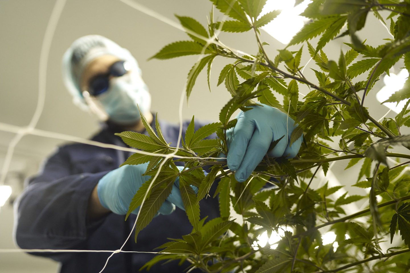 German medical cannabis startups, in particular, can be grateful that things played out differently than in North America, where the legal recreational intensifies competition in many regions.