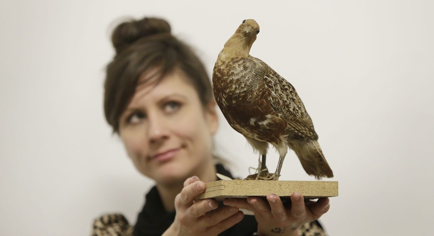 Fun fact: Partridges wouldn't be in a pear tree. They're ground-nesting, seed-eating birds.