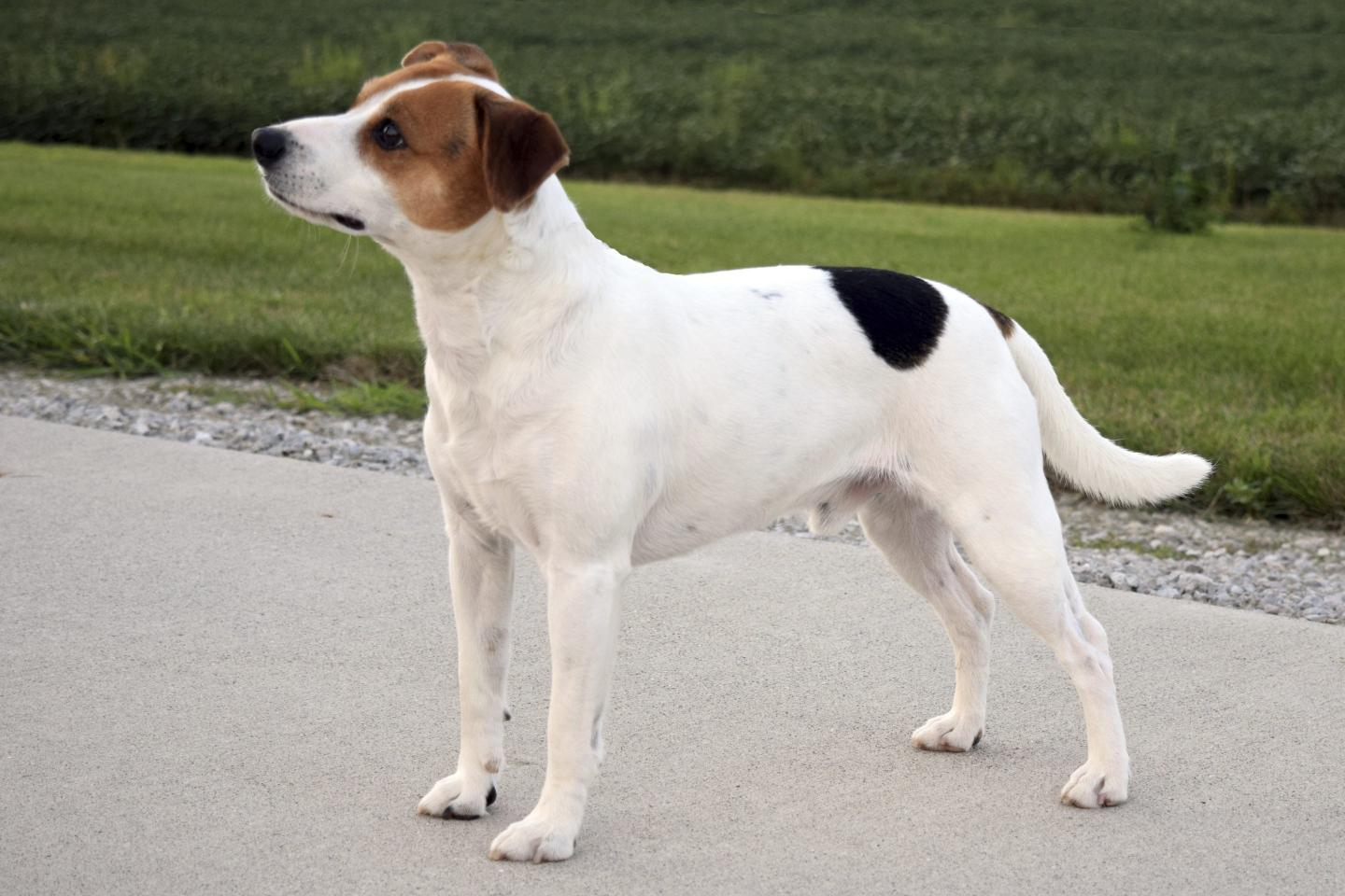 A Danish-Swedish Farmdog outdoors