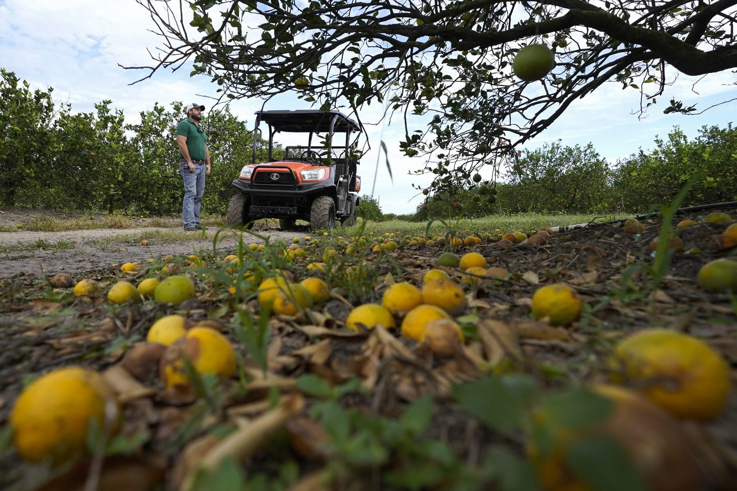 Fifth generation farmer Roy Petteway looks at the damage to his citrus grove from the effects of Hurricane Ian on Oct. 12, 2022, in Zolfo Springs, Fla.
