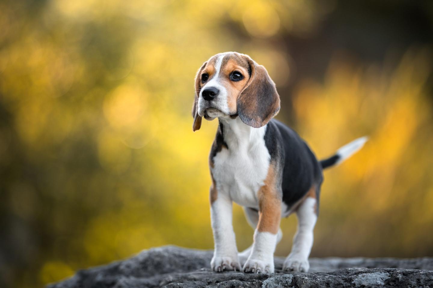 How to watch Puppy Bowl XXI live online for free—without cable