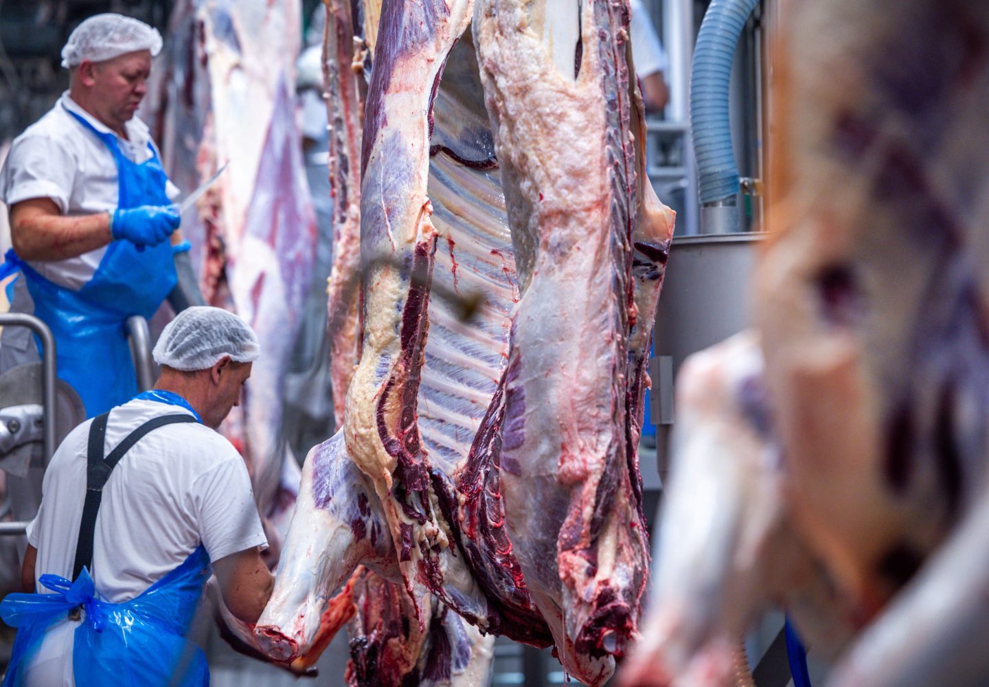 Employees cut up sides of beef at slaughterhouse