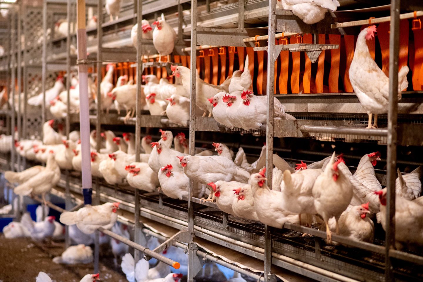 Numerous chickens are standing in the barn